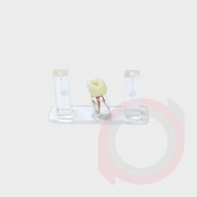 Load image into Gallery viewer, Endo Tooth Model
