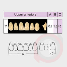 Load image into Gallery viewer, SND Two Layer Upper Anterior (1x6)
