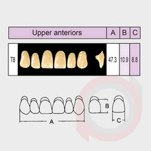 Load image into Gallery viewer, SND Two Layer Upper Anterior (1x6)

