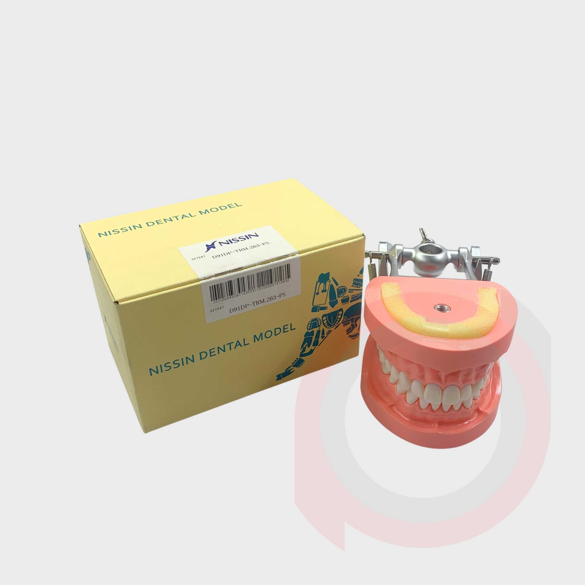 Nissin typodont Set – Denpres Dental Depot Corporation