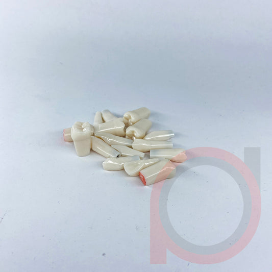 Typodont Refill 2nd Quadrant