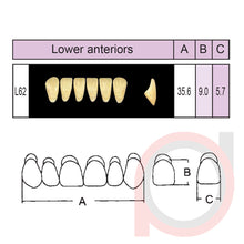 Load image into Gallery viewer, SND Two Layer Lower Anterior (1x6)
