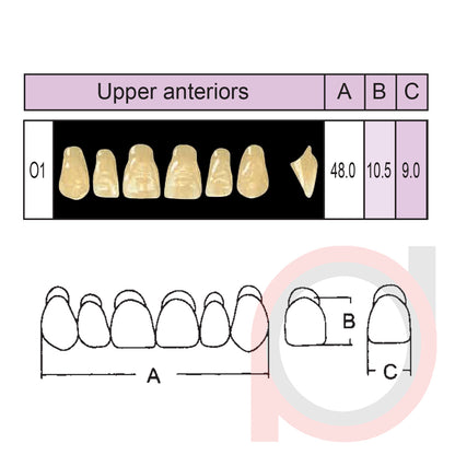 SND Two Layer Upper Anterior (1x6)