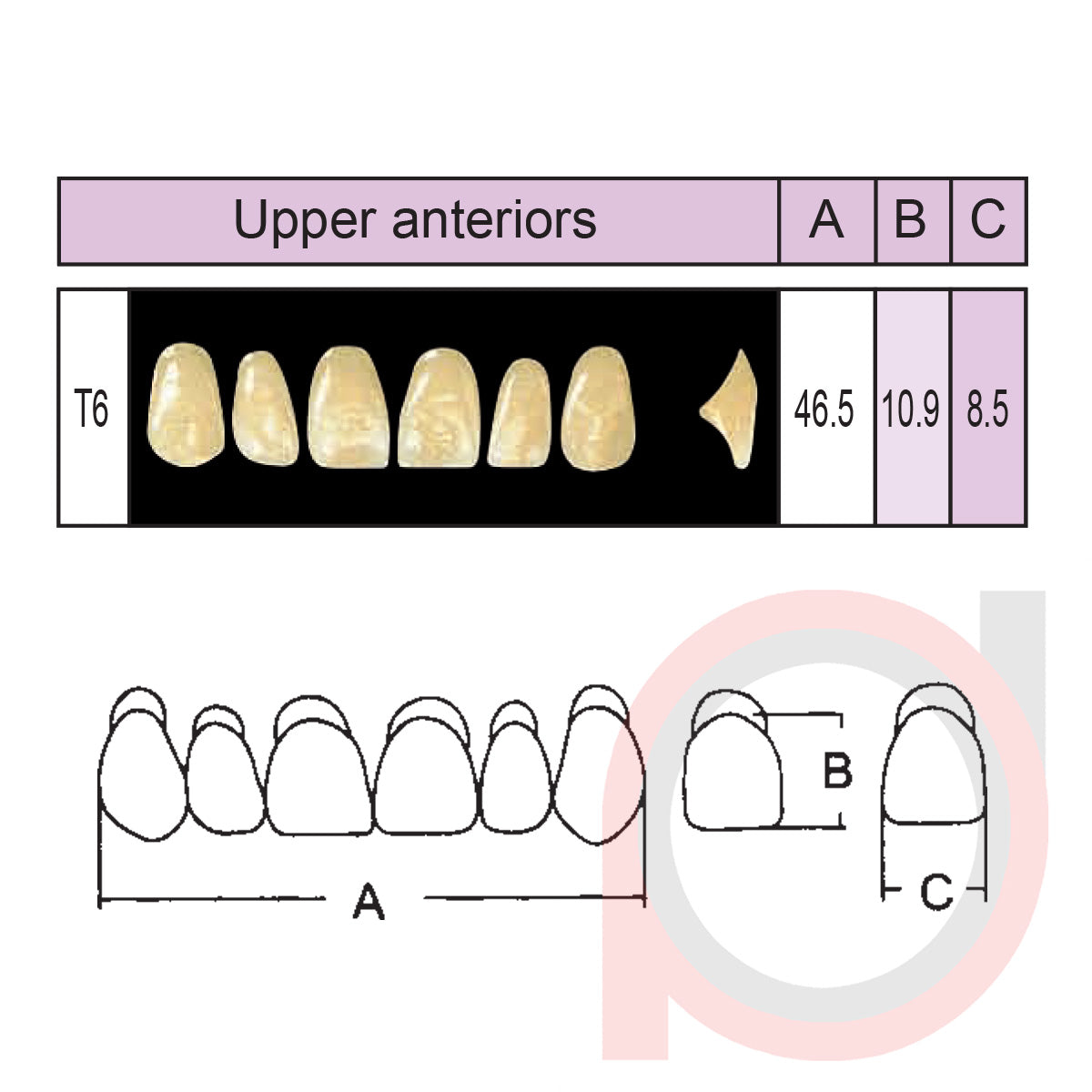 SND Two Layer Upper Anterior (1x6)