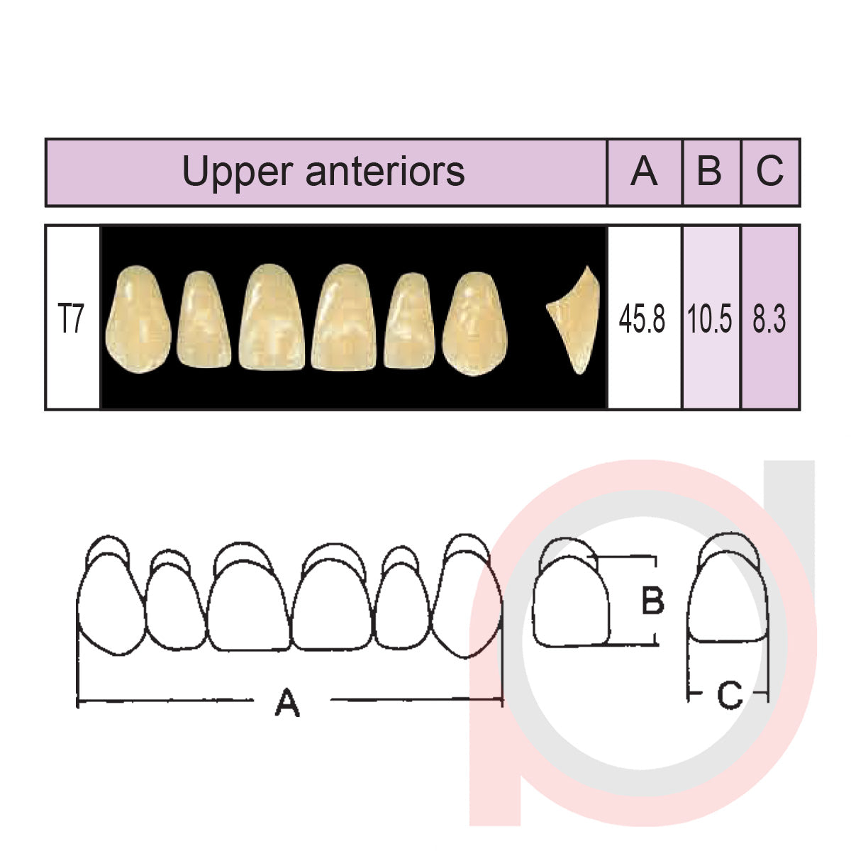 SND Two Layer Upper Anterior (1x6)