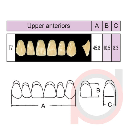 SND Two Layer Upper Anterior (1x6)