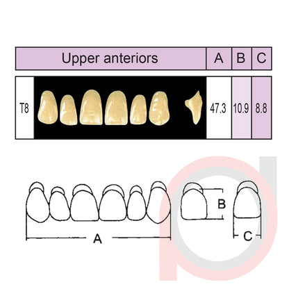 SND Two Layer Upper Anterior (1x6)